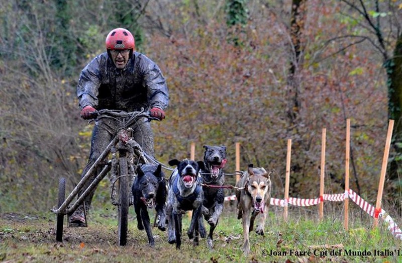 Tres medallas navarras en el Campeonato de Espa&ntilde;a de Mushing Tierra